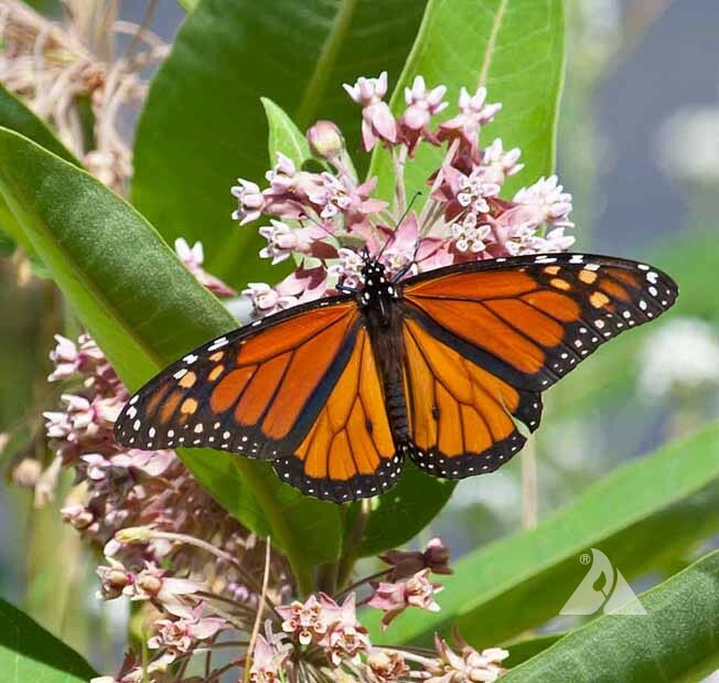 Monarch Butterfly BLEND Mix with MILKWEED Host Plant Heirloom Non-GMO 500 Seeds
