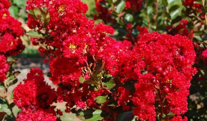 Lagerstroemia indica Red Rooster | Crape Myrtle | 50_ Seeds