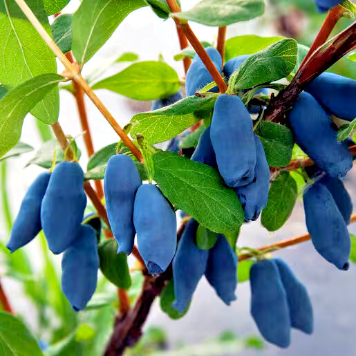 Honeyberry Seeds (Lonicera caerulea) Blue Honeysuckle Fruit Shrub Zone 2 Hardy