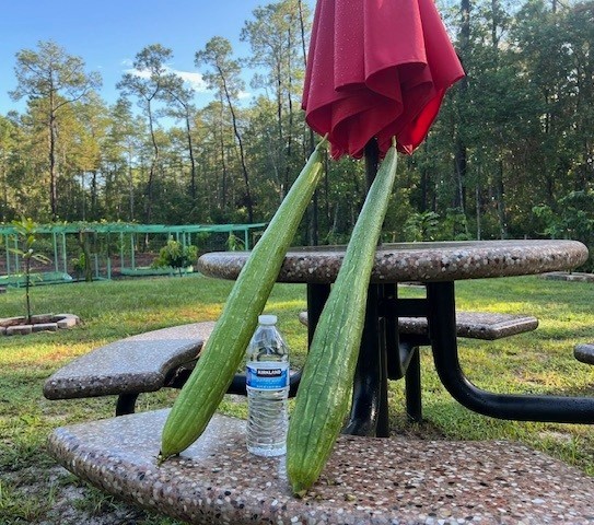 25 Big Long Smooth Luffa Seeds Sponge gourd 特長絲瓜 Luffa Cylindrica Muop Huong USA