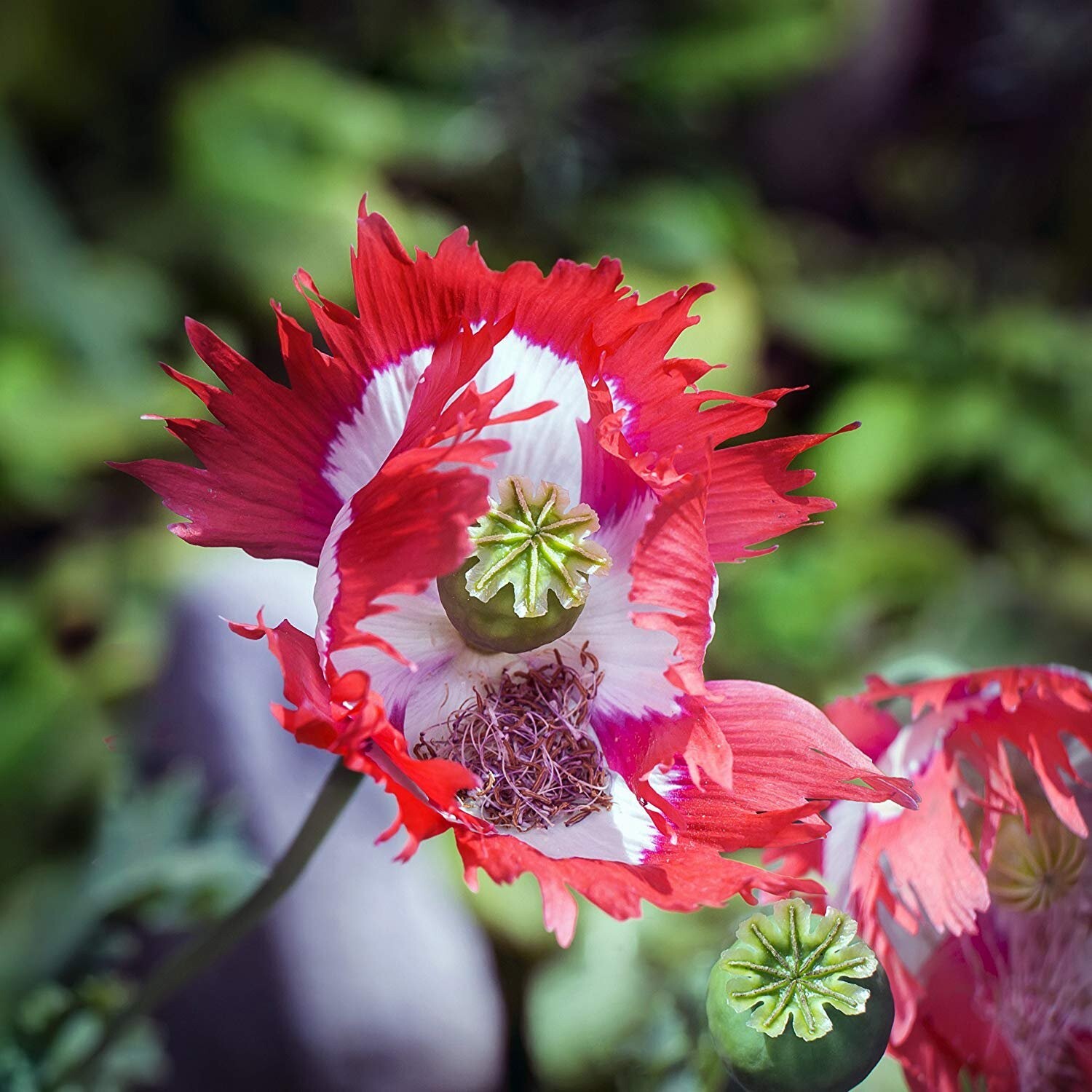 Poppy DANISH FLAG Red & White Cross Huge Flowers Pollinators Non-GMO 1000 Seeds