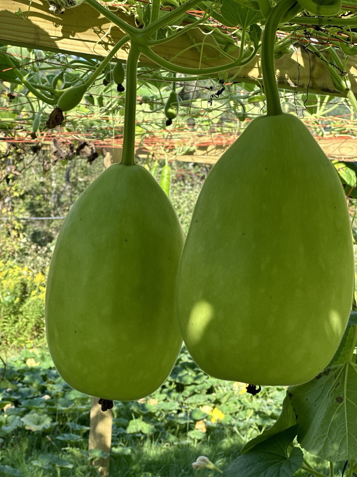 Bottle Gourd Seeds – Surma (Round) for Planting 20 Seeds