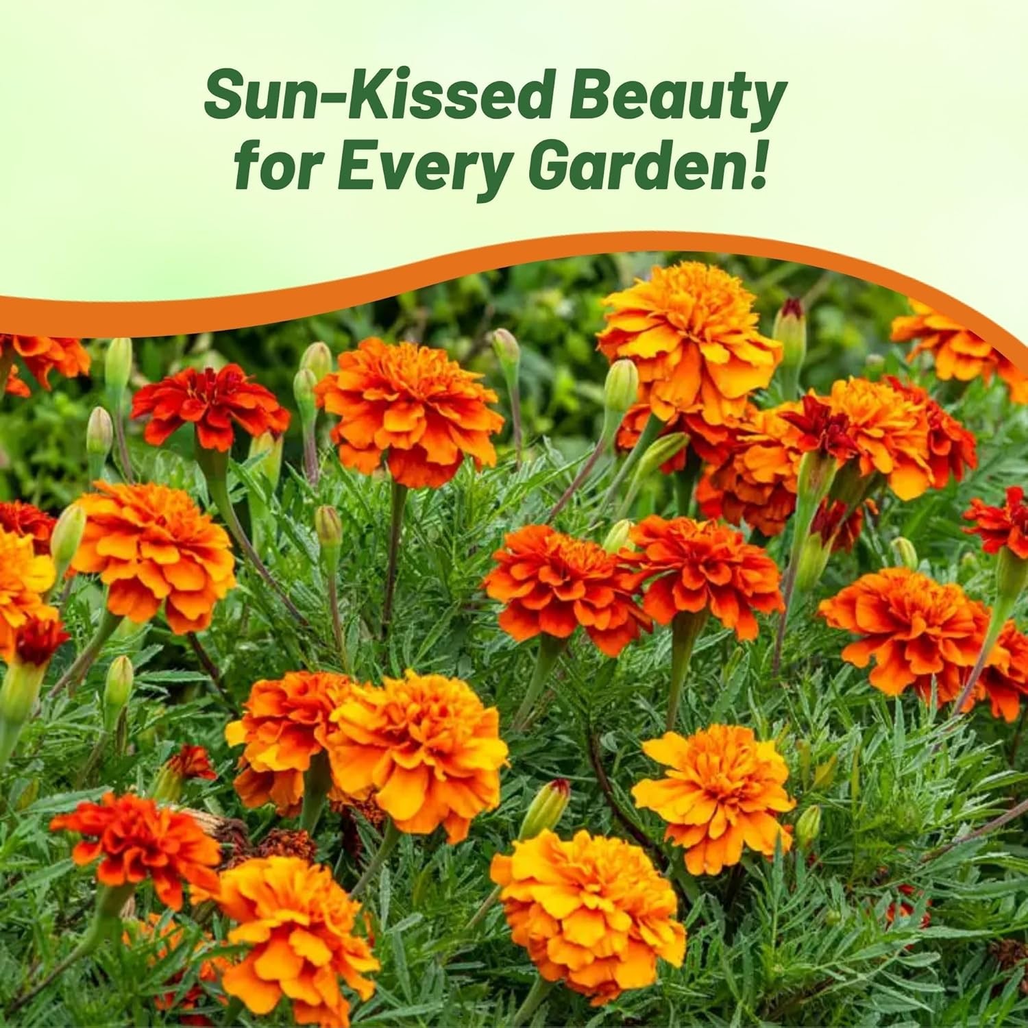 200 Seeds Tagetes Patula French Marigold Fireball Plant Flower Seeds