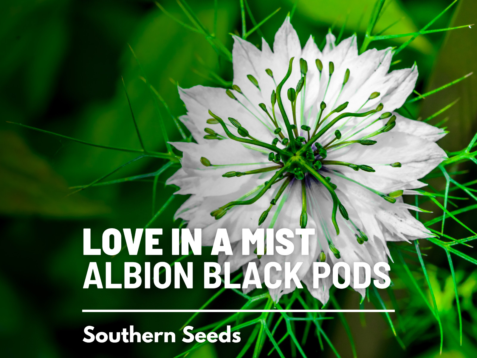 Love in a Mist, Albion Black Pods – 100 Seeds (Nigella Damascena)