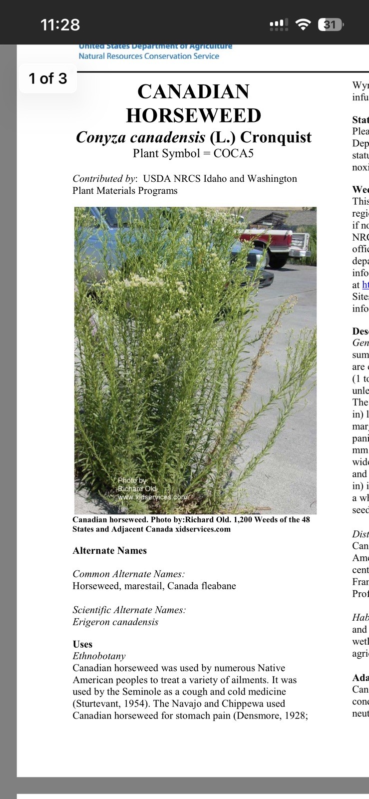 Conyza canadensis – Marestail – Native American – butterfly garden seeds
