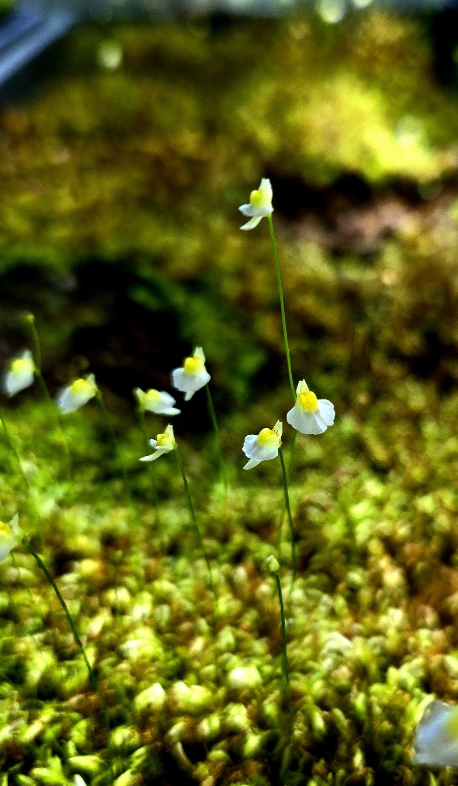 BLADDERWORT 3 PACK- (LIVE) Blanchetii, Subulata, Bisquamata
