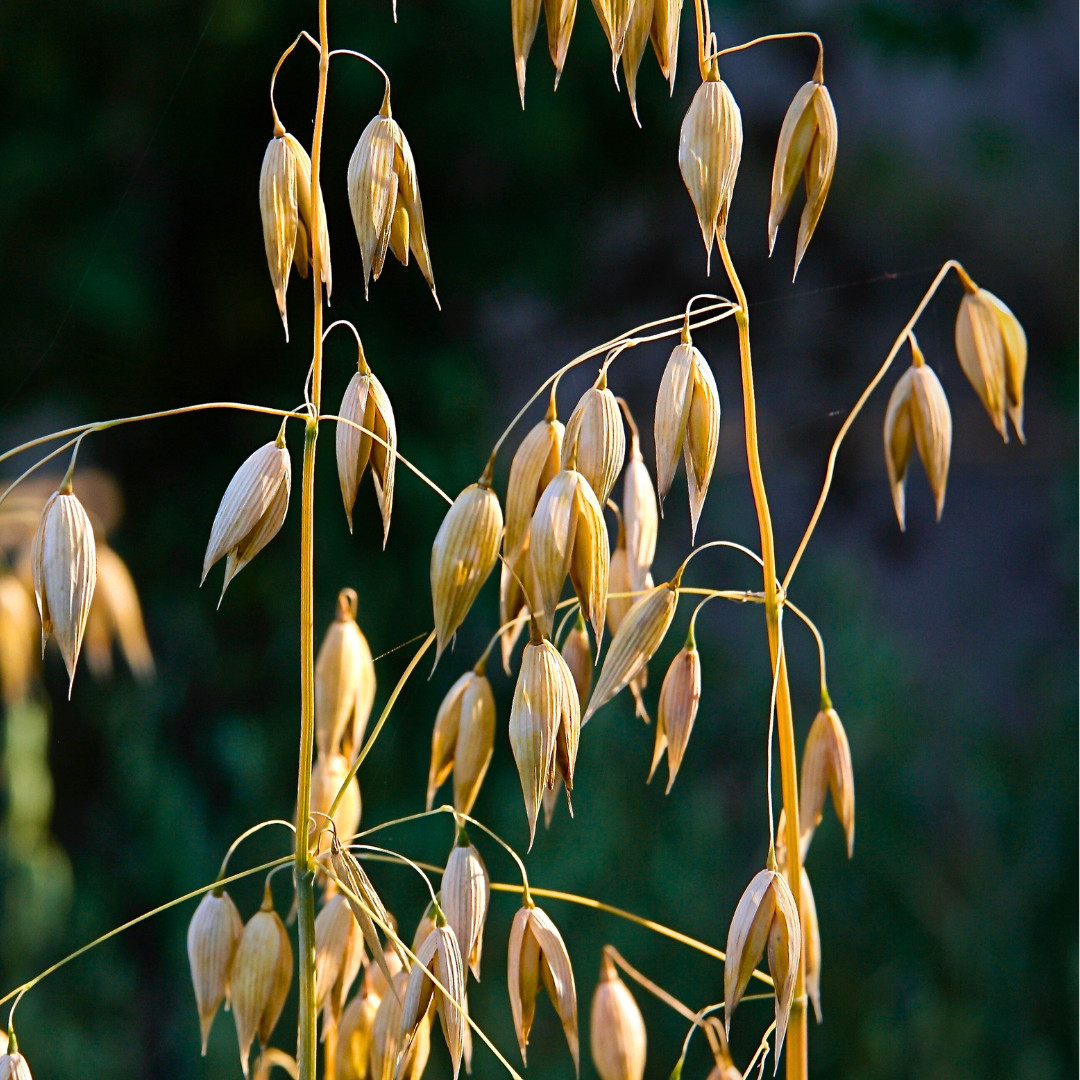 Fresh Premium Oat Plant Seeds | Organic | Hulless | Heirloom Non-GMO | Grains