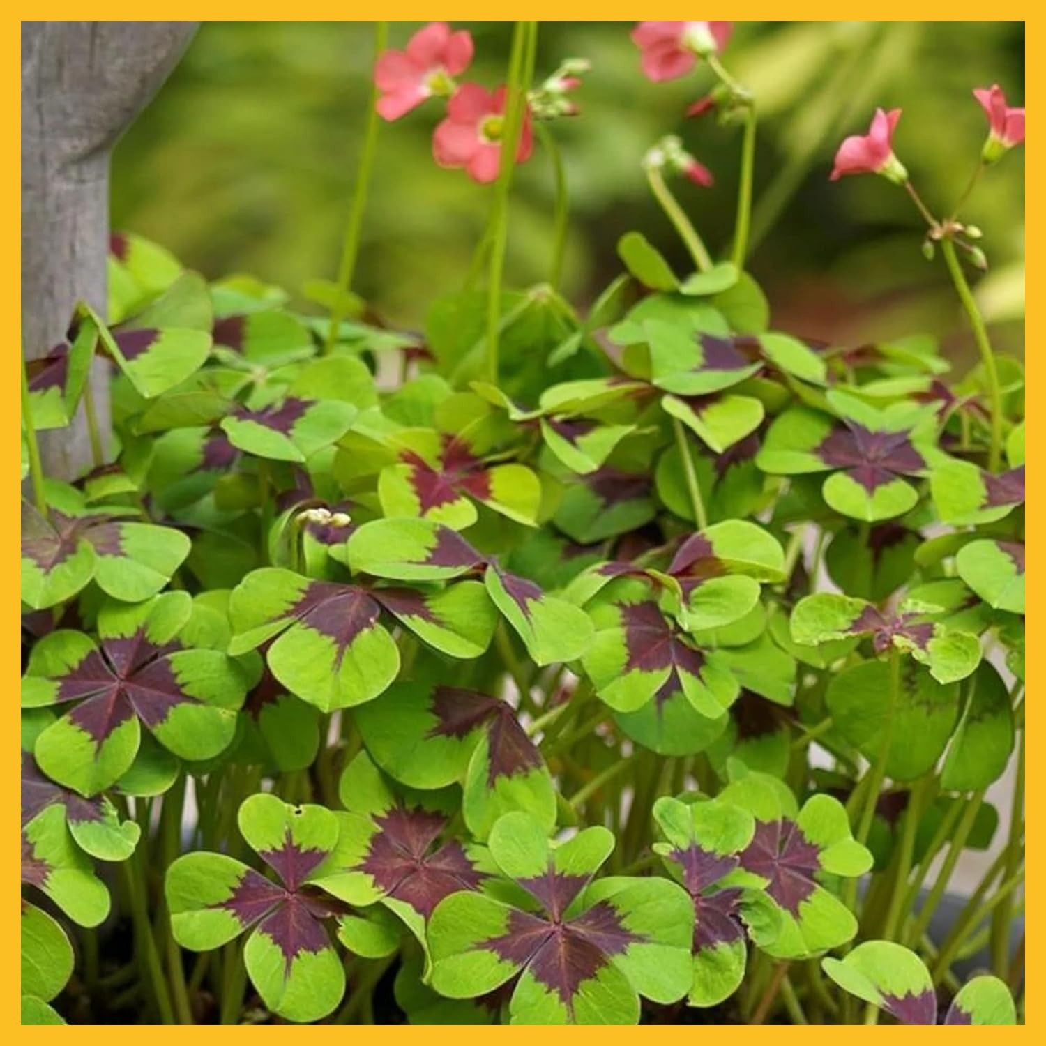 Iron Cross Lucky Clover Bulbs – Unique Foliage Oxalis Iron Cross Bulbs for