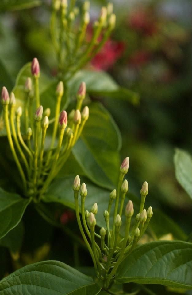Combretum indicum Rangoon creeper Single flower live plant