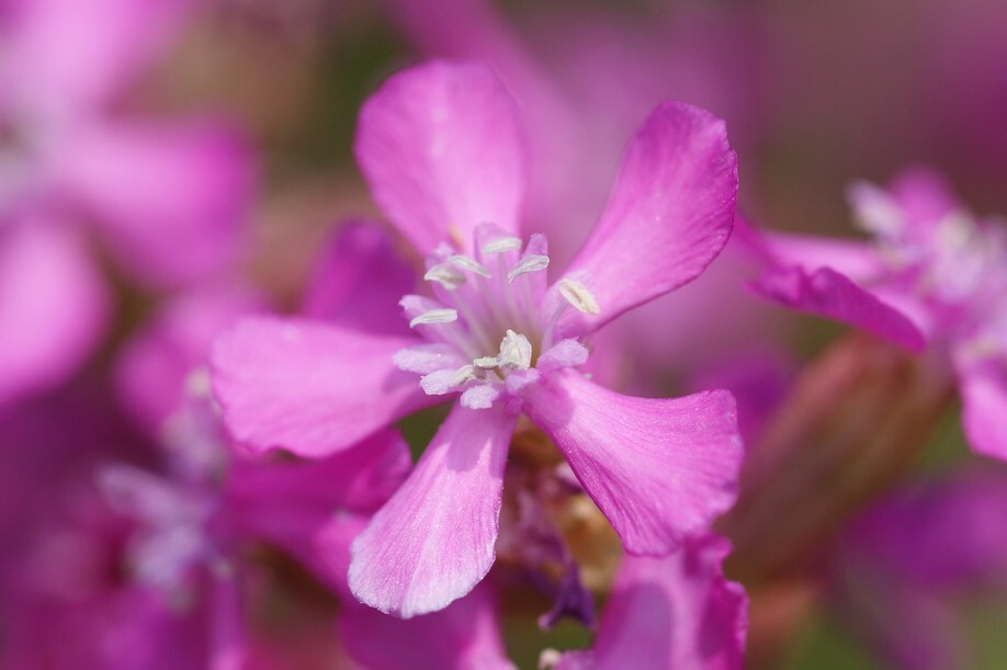 Lychnis viscaria – Sticky Catchfly seed