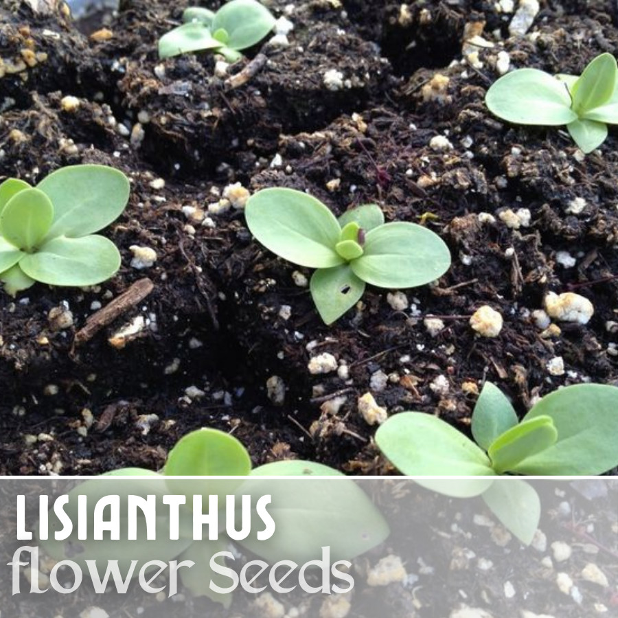 Ethos Blue Lisianthus Seeds – 125-5000 Seeds Flower Seed Non Gmo Heirloom