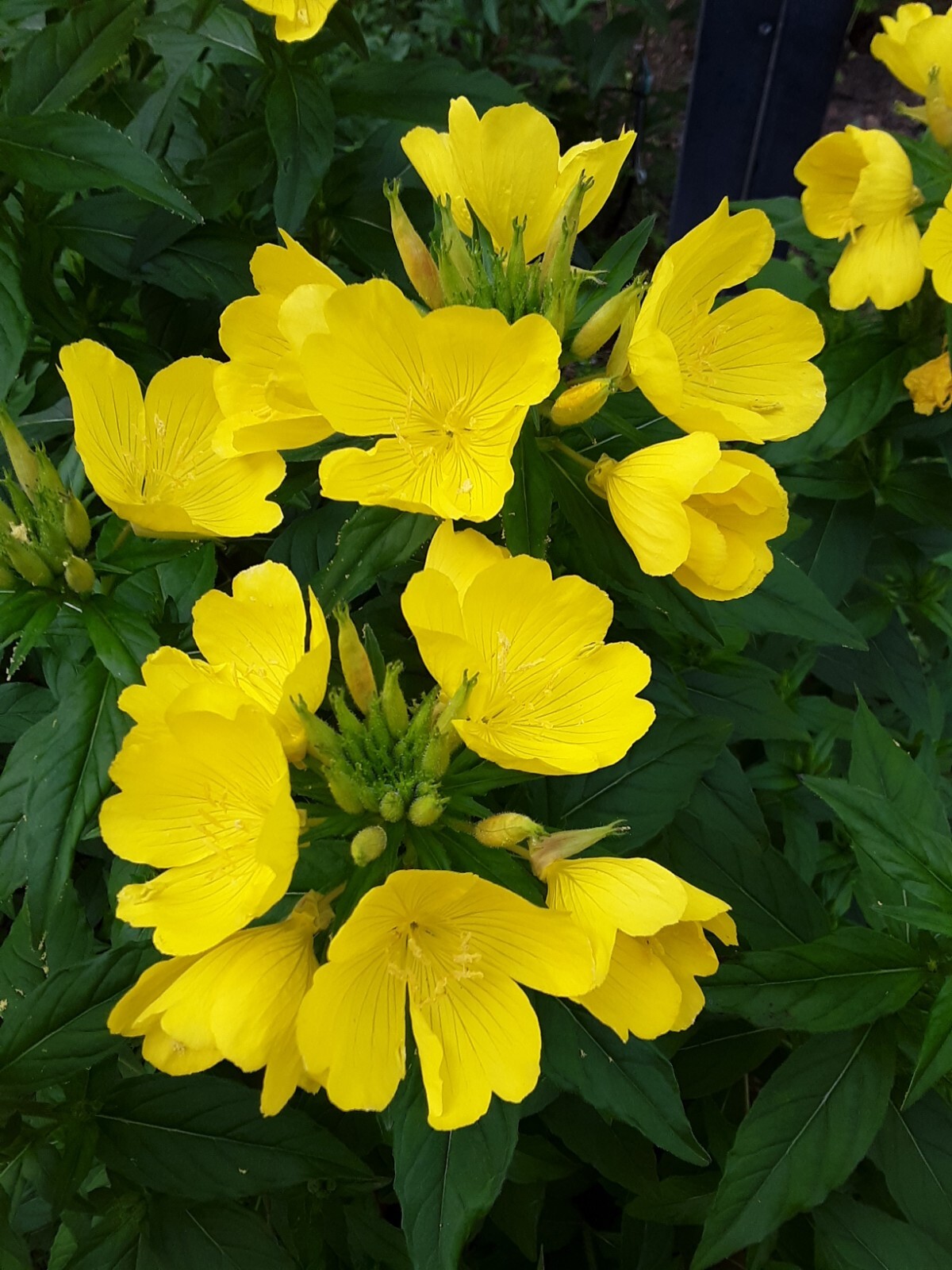 25 Common Evening Primrose Seeds, Yellow Flower Clusters.Perennial.