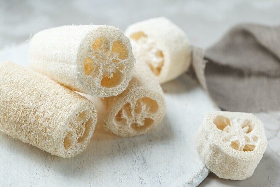 20+ Organic Luffa Gourd Seeds -Hột Mướp Hương -Organic NON-GMO – Free Shipping!