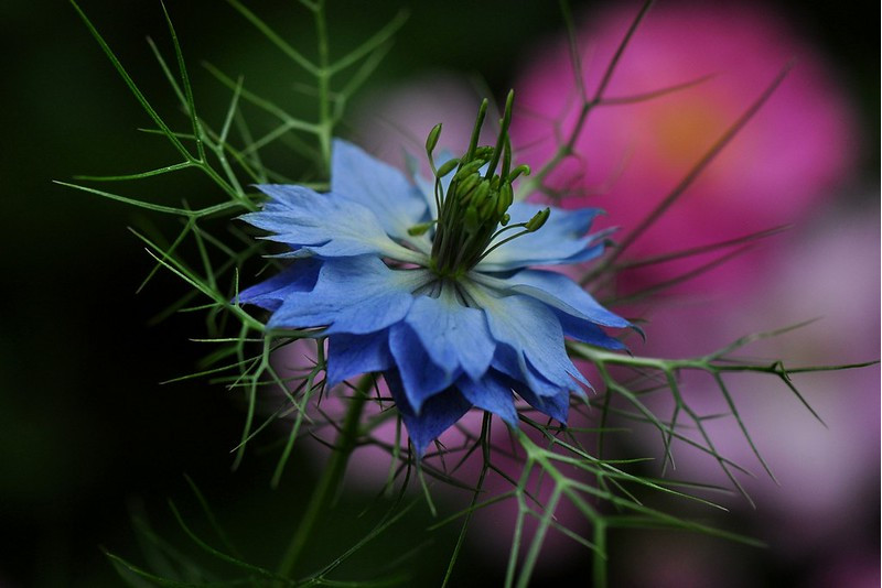 Nigella Damascena – Miss Jeckyll Double Mixed seed