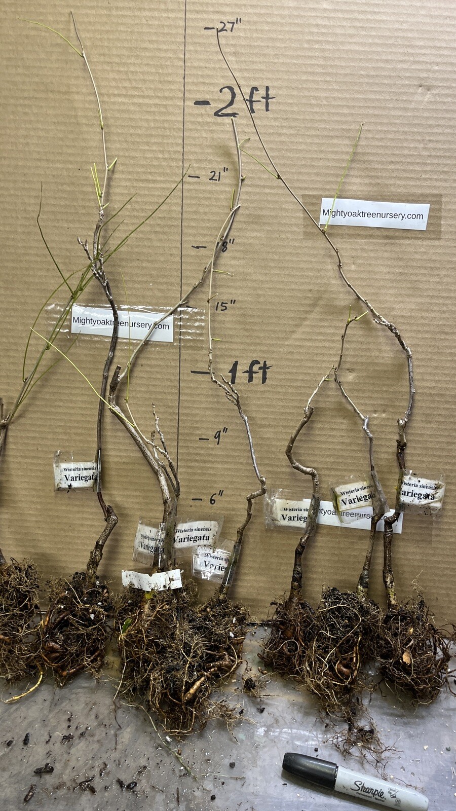2 year old Wisteria sinensis Variegata 12-18 inches tall, grafted plant
