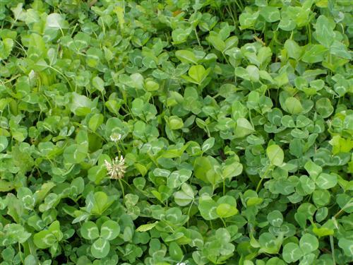 5 Lbs White LADINO CLOVER SEED For Deer Food Plot & Bees Goats Chickens Pasture