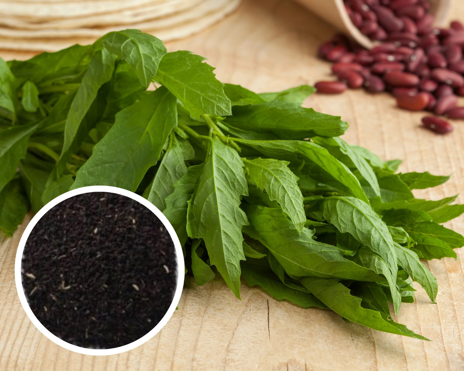 150 EPAZOTE Seeds (Chenopodium ambrosioides) | NON-GMO | Free shipping