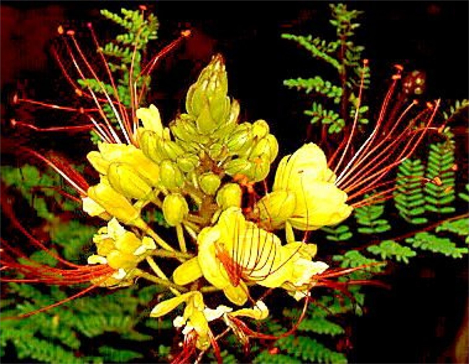 Caesalpinia Gilliesii 10 Seeds Shrub Bush Tree Yellow Bird of Paradise Flowers