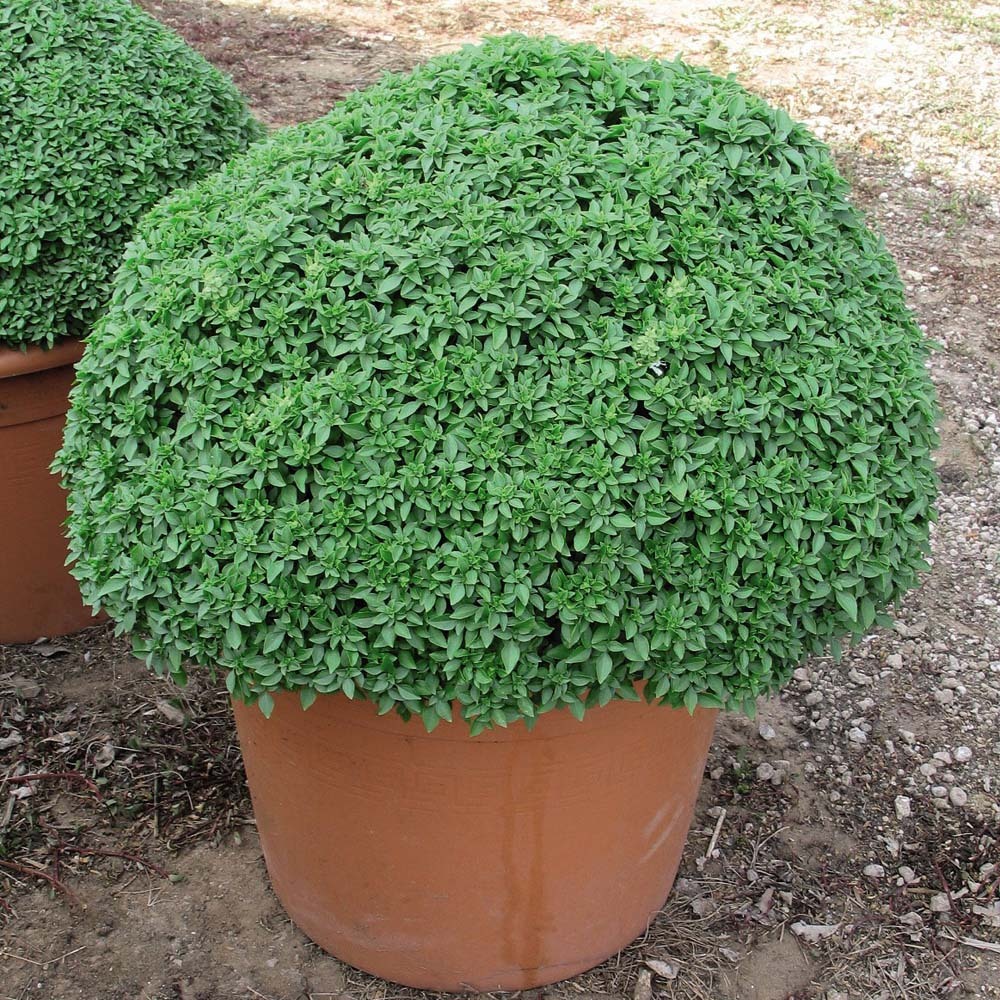 DWARF GREEK BASIL SEEDS * 6-12 INCHES * DWARF * PUNGENT LEAVES * 50 COUNT PKT. *