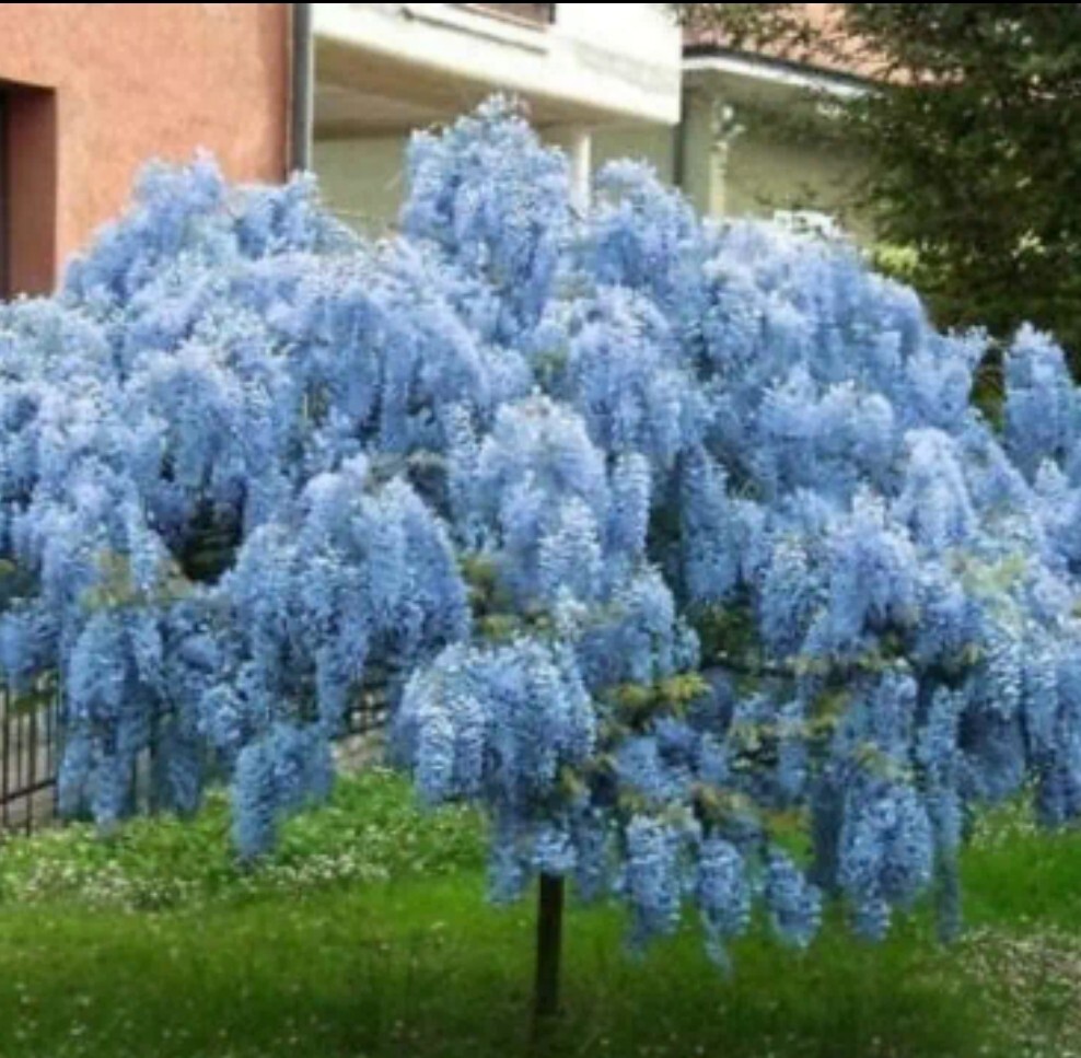 10 Chinese Blue Wisteria sinensis Tree Seeds Fast Flower Vine Hardy Bonsai Plant