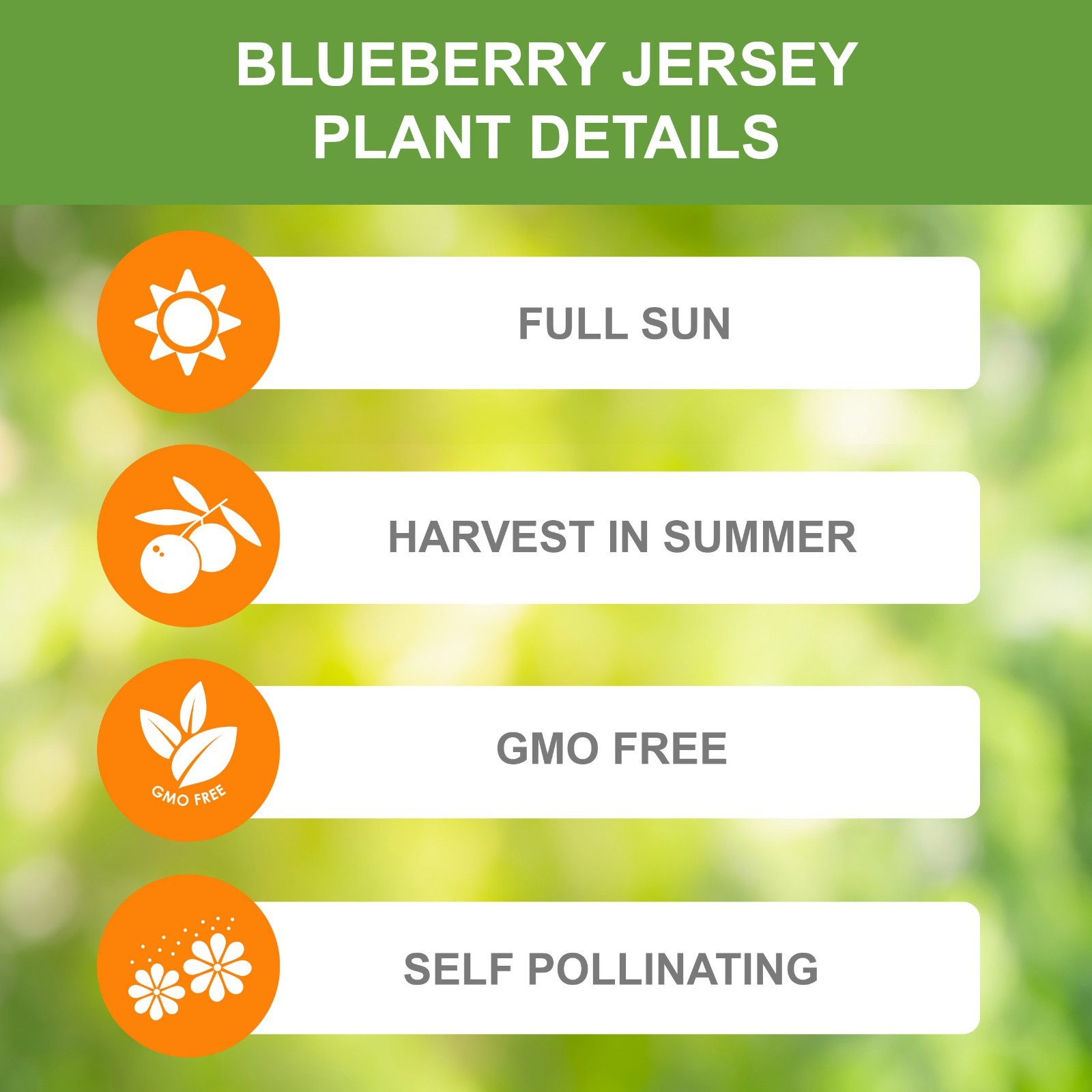 Garden State Bulb Jersey Blueberry Bare Root for Planting, Non-GMO