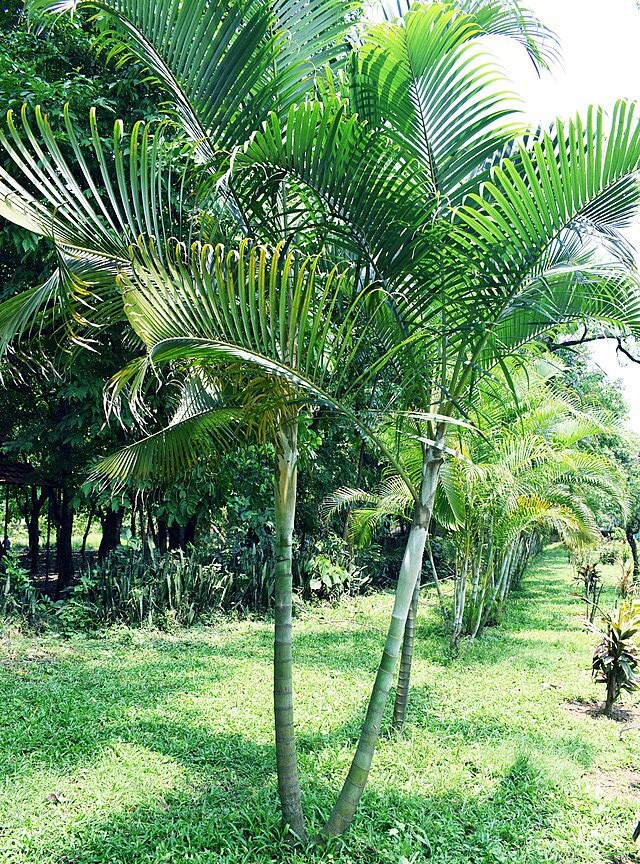 Dypsis lutescens | Areca Palm | 5 Seeds