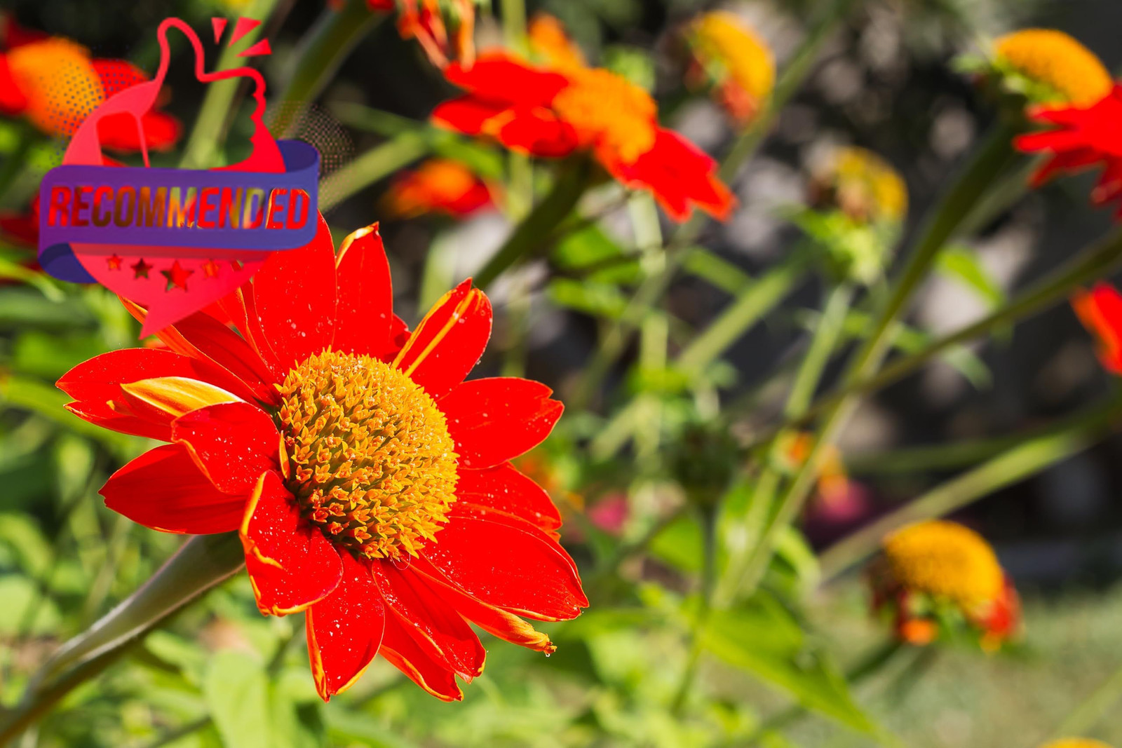 Mexican Sunflower Seeds Heirloom Orange Tithonia Dwarf Torch Flower Planting