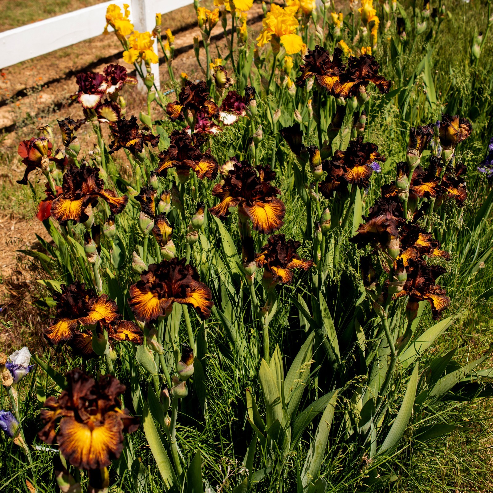 **SORBONNE** Tall Bearded Iris. Pre-Order, Combined Shipping: Jul – Sep