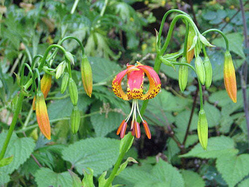 Lilium pardalinum | Leopard Lily | Panther Lily | 10 Seeds