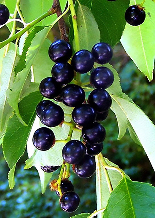 Black Cherry, Prunus serotina, Tree Seeds (Edible, Hardy, Fast, Fall Color)