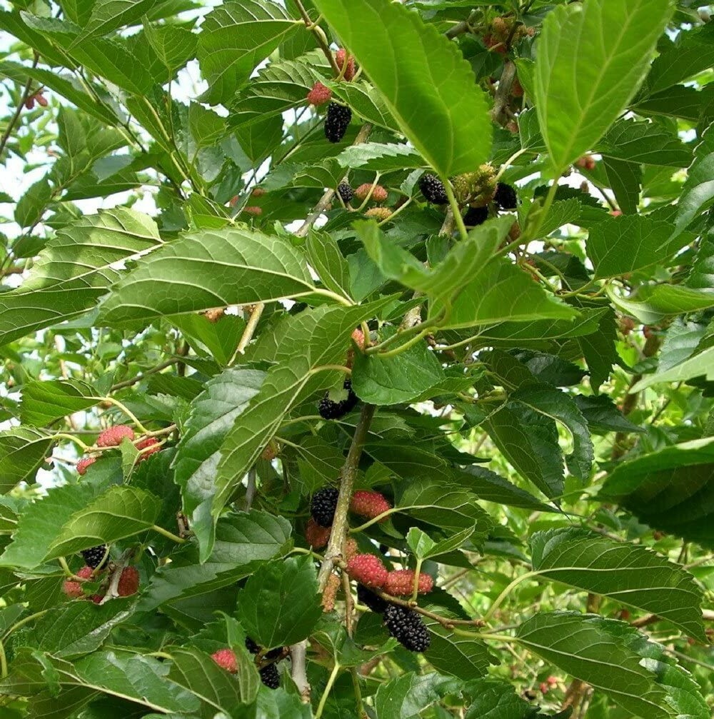 Nigra Morus Dwarf Everbearing Mulberry Live Plant Super Sweet Fruit 4″ Pot