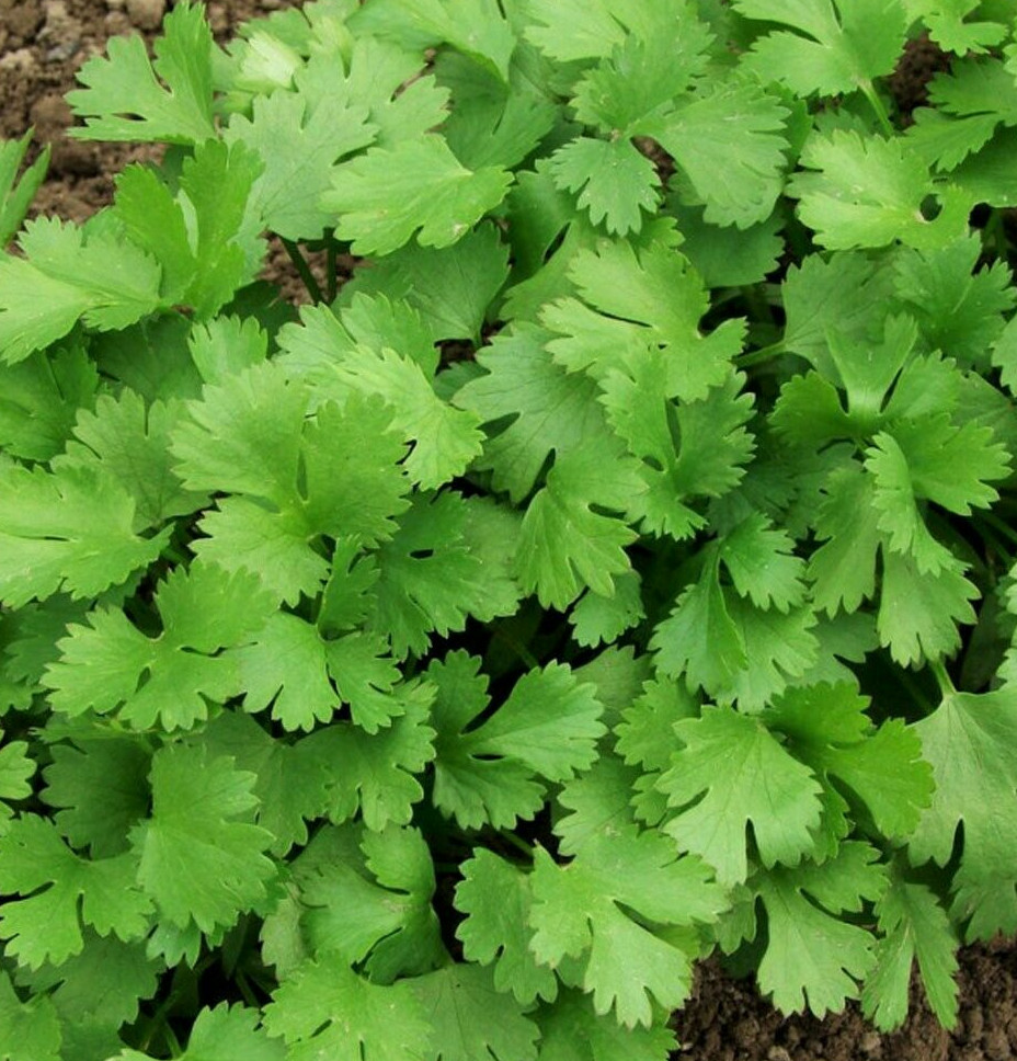 Leisure Cilantro Seeds | Slow Bolt Mexican Coriander Culantro Parsley Herb 2024