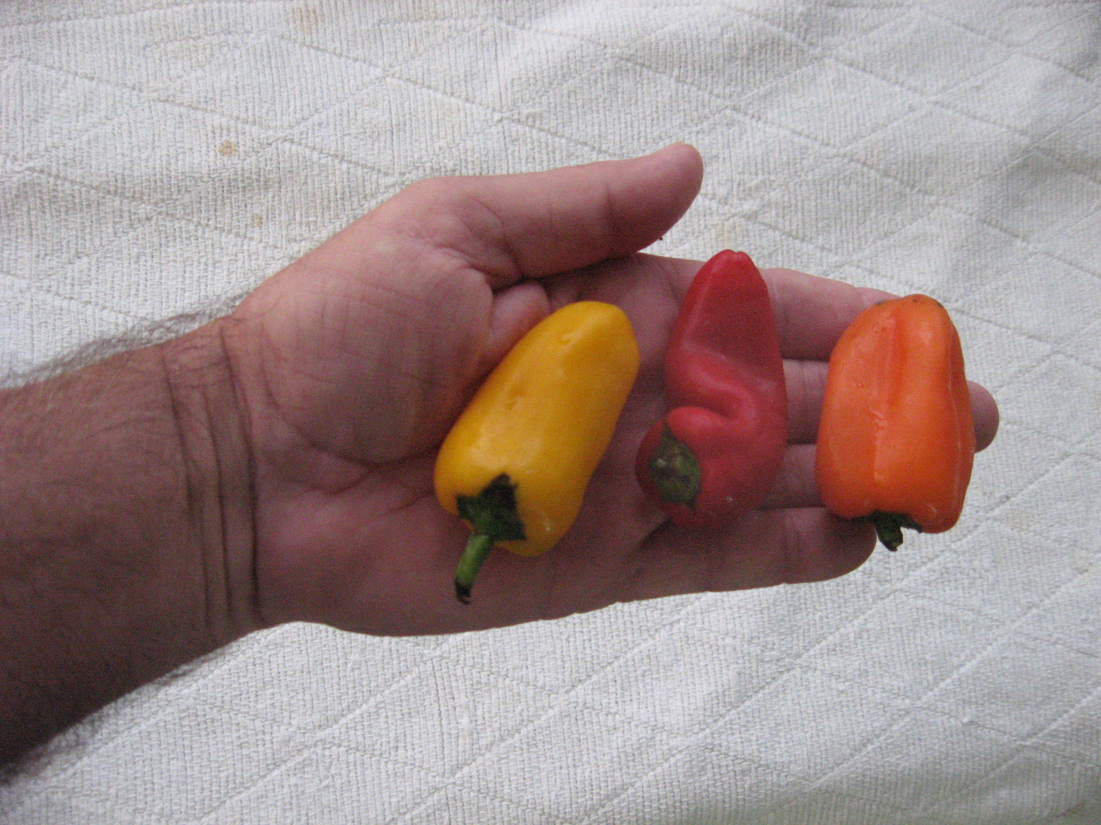 SWEETEST RED,YELLOW,ORANGE MINI BELL PEPPER SEEDS (20 SEEDS ) strawberry sweet
