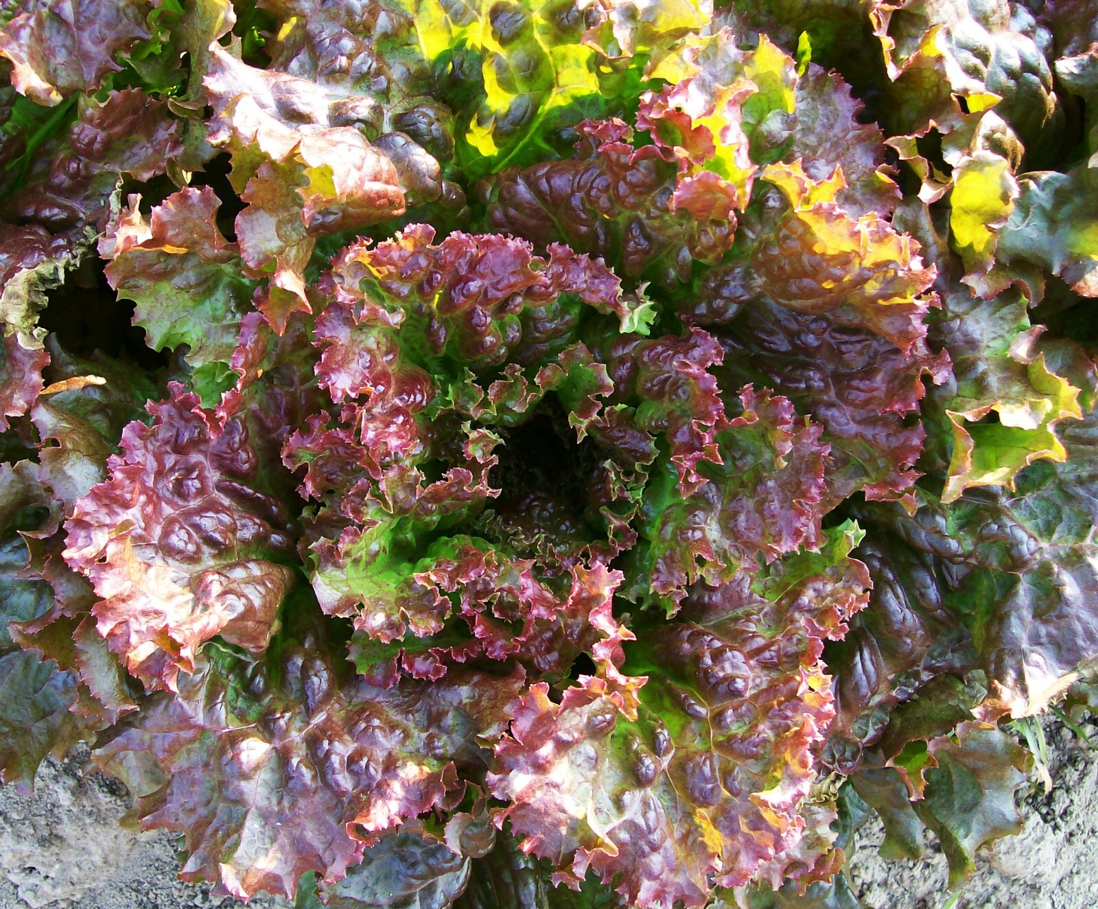 2g Freshly Harvested Premium Red Sails Loose Leaf Lettuce Seeds-A 58