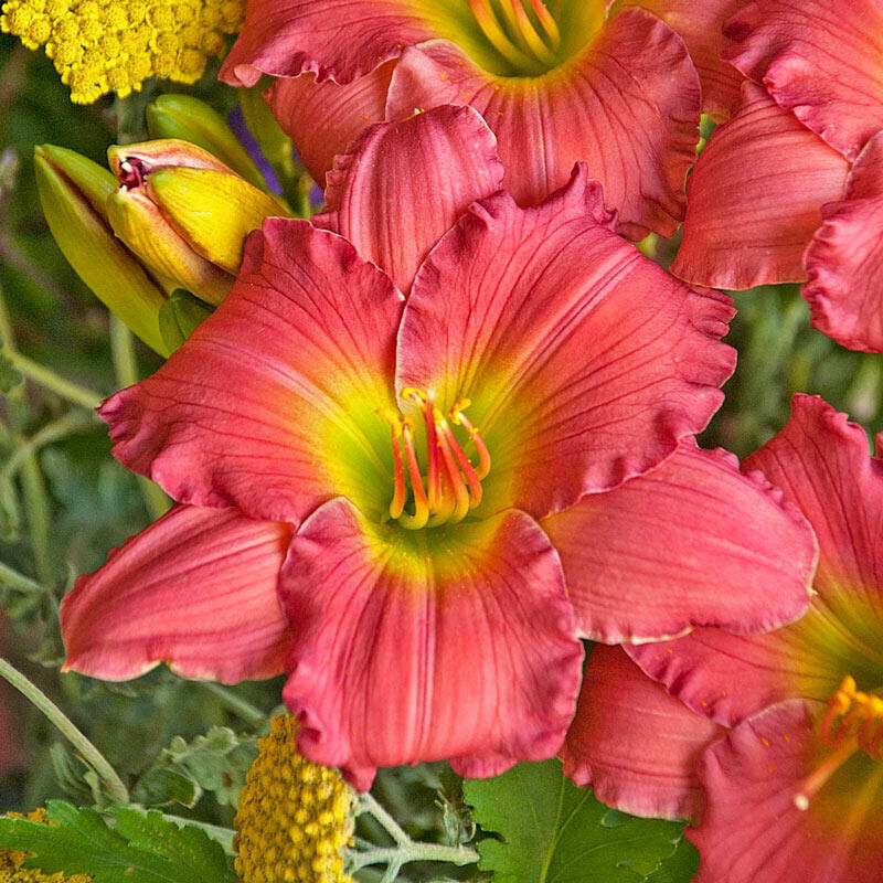 Reblooming Pasionate Returns Daylily Hemerocallis One Rooted Starter Plant