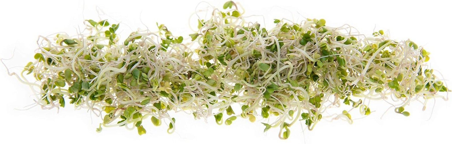 Nutritious Broccoli Sprouting Seeds – Heirloom Waltham 29 1LB Resealable Bag