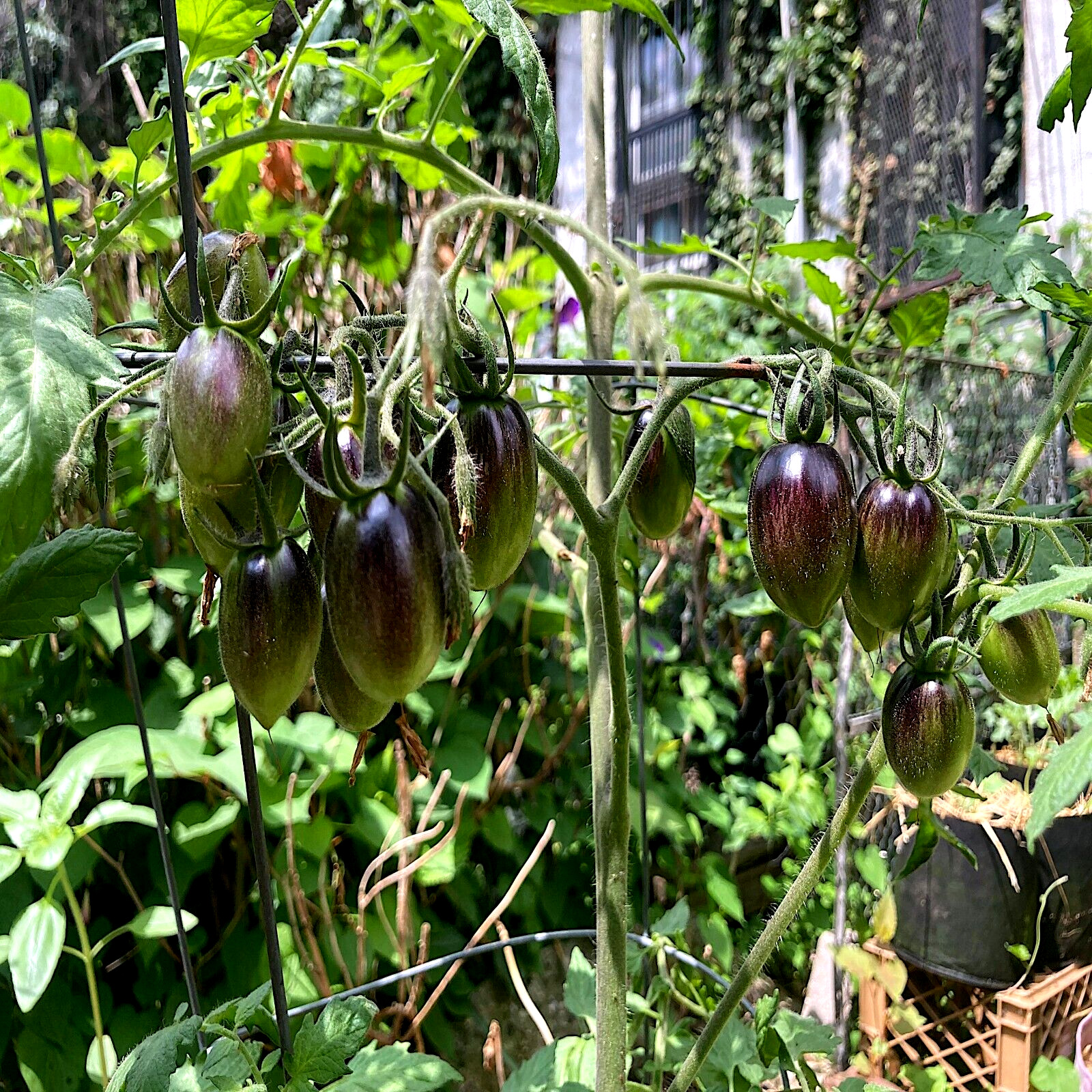 Brad’s Atomic Grape Tomato Seeds (Solanum lycopersicum) RARE Heirloom NON GMO