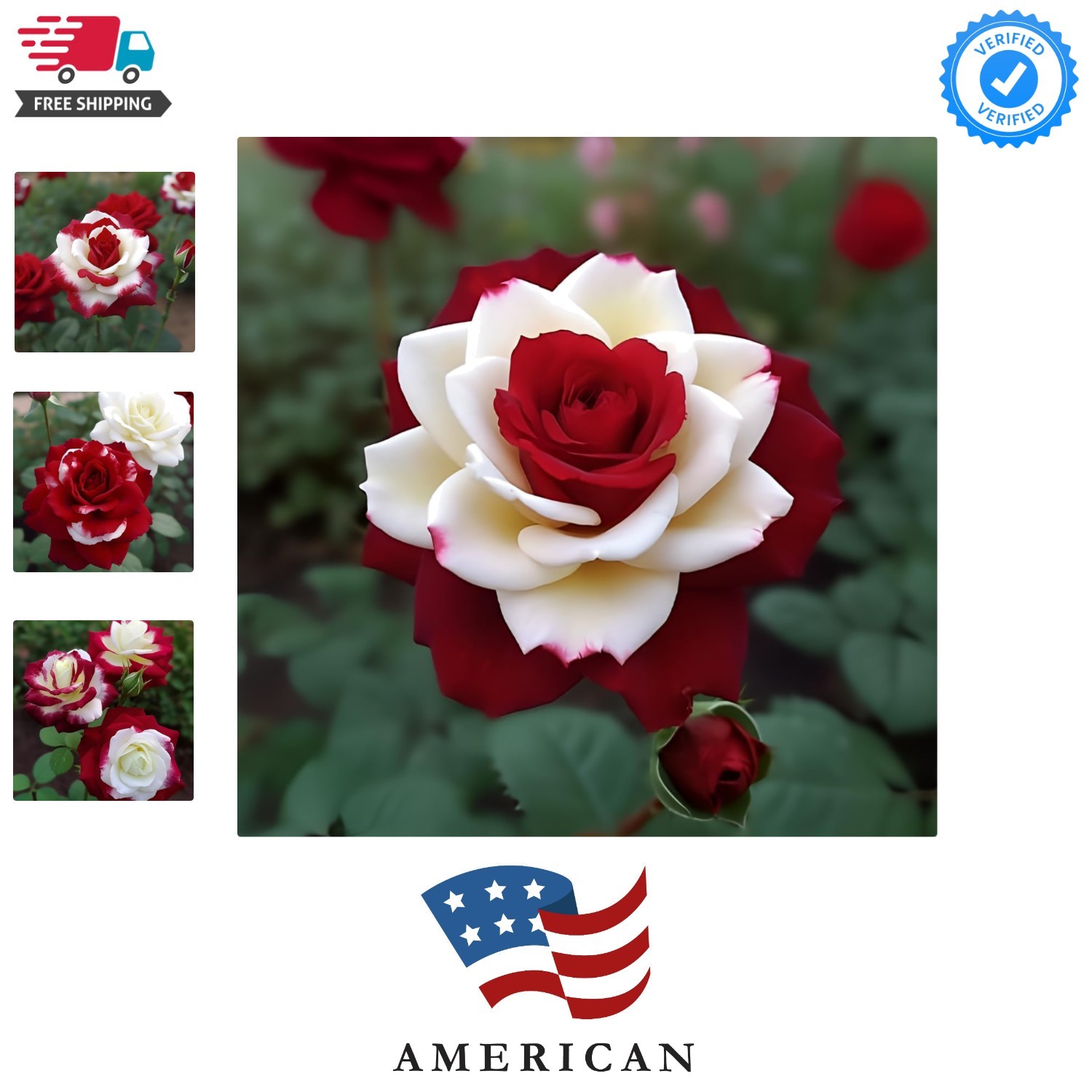 20 Rare Twin Red White Rose Flower Seeds for Planting – Captivating Garden Bl…