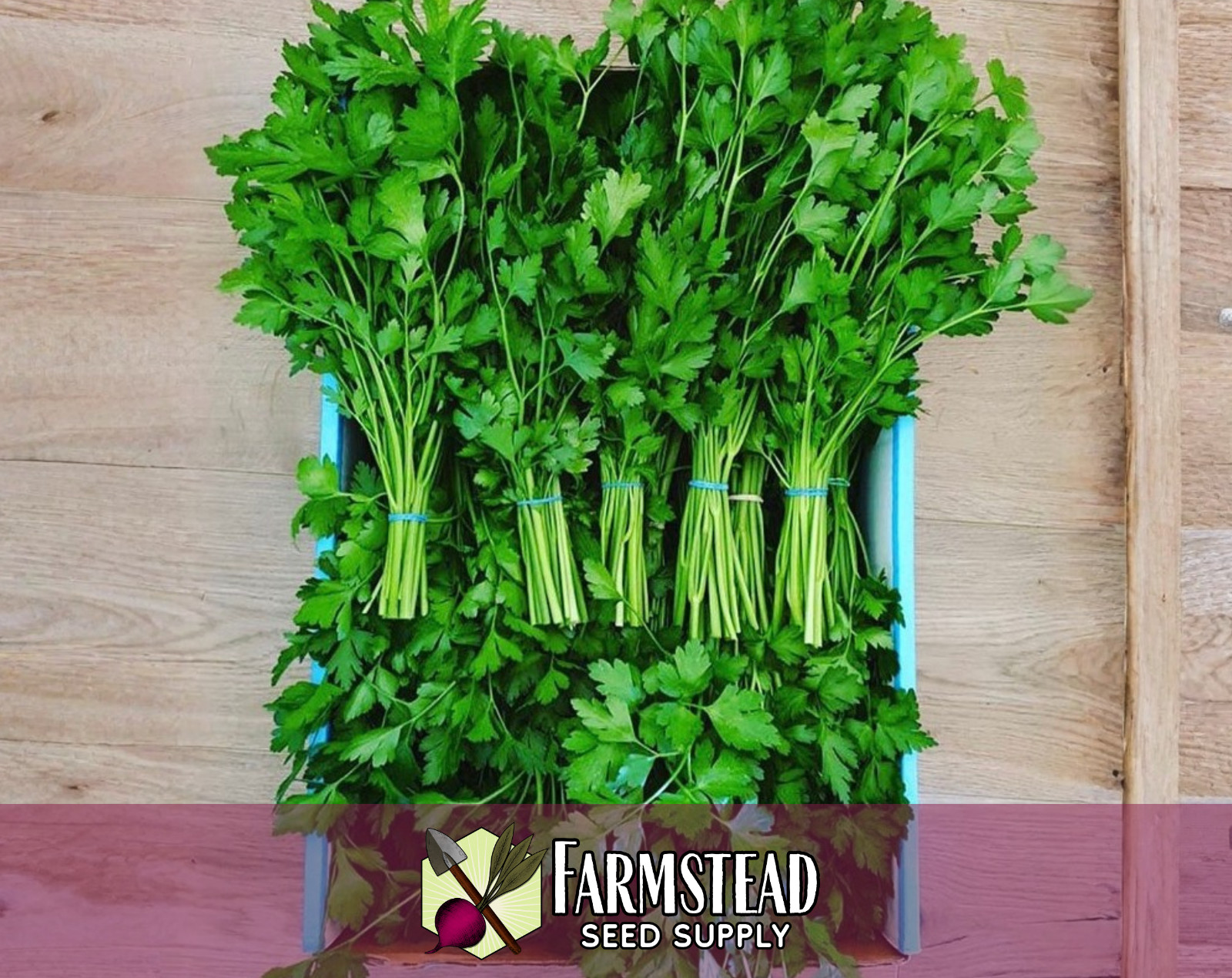 3500+ Parsley Seeds [Italian Flat Leaf] Vegetable Gardening, Heirloom, Non-GMO