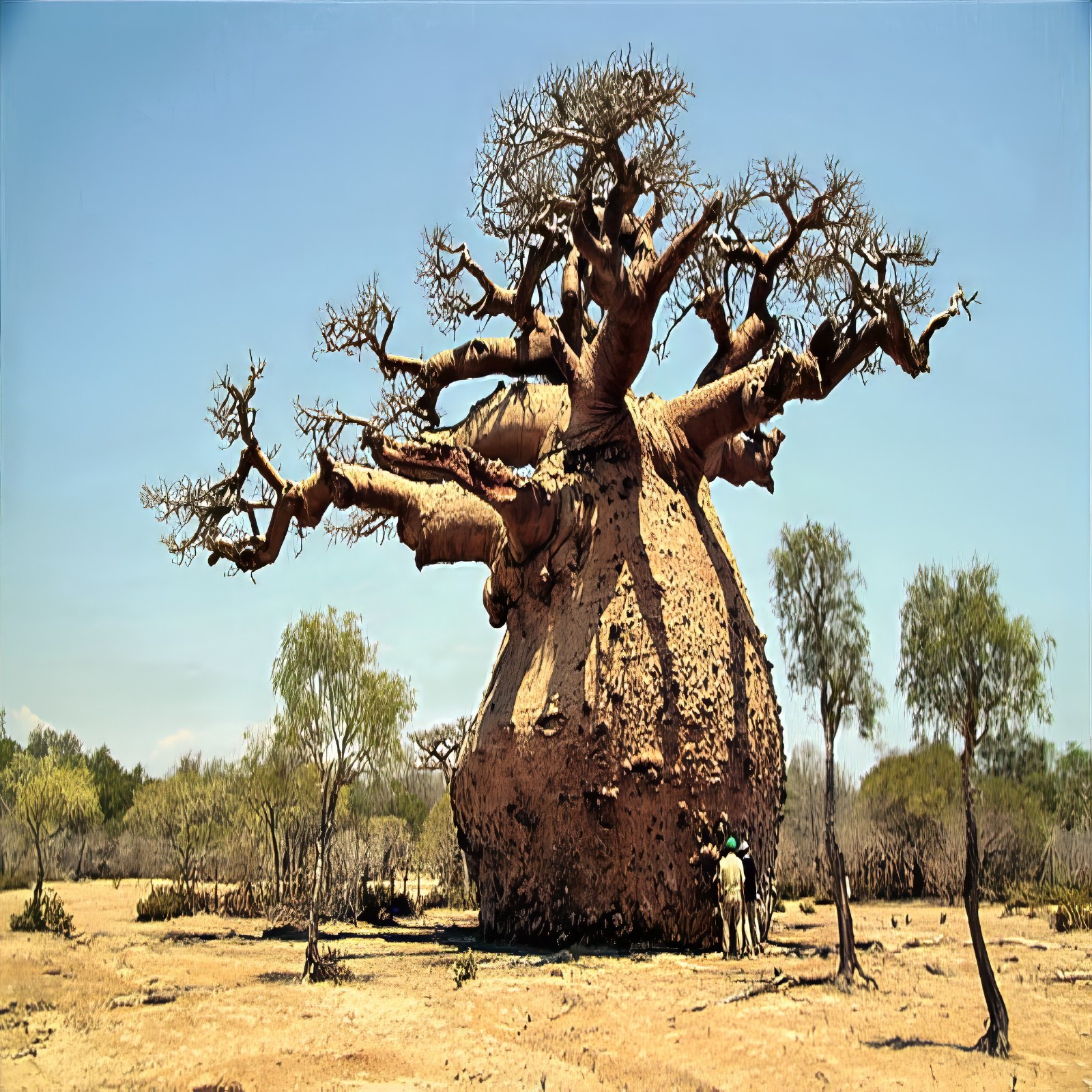 5 Baobab Seeds Adansonia digitata “Tree of Life” Rare Monkey Bread Bonsai Plant
