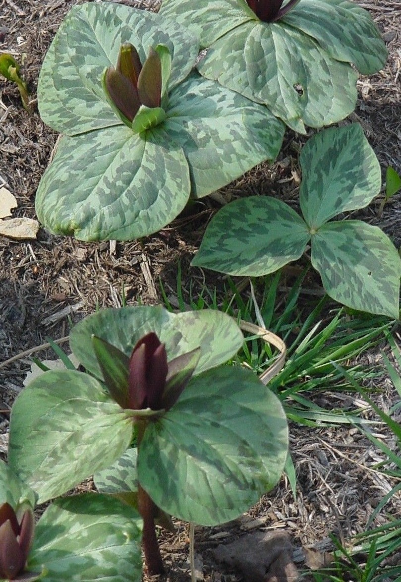 10 TOAD / SESSILE TRILLIUM WILDFLOWERS bulbs root PREMIUM NATIVE New Inventory