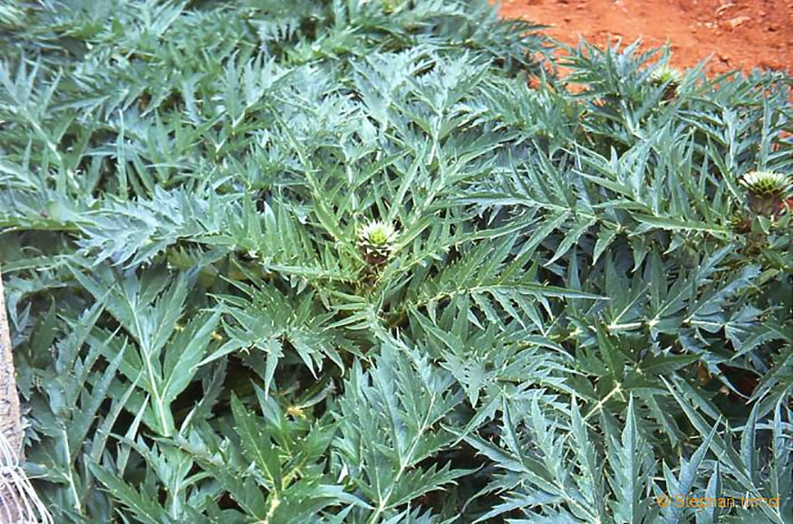 Globe Artichoke, Cynara scolymus, Seeds