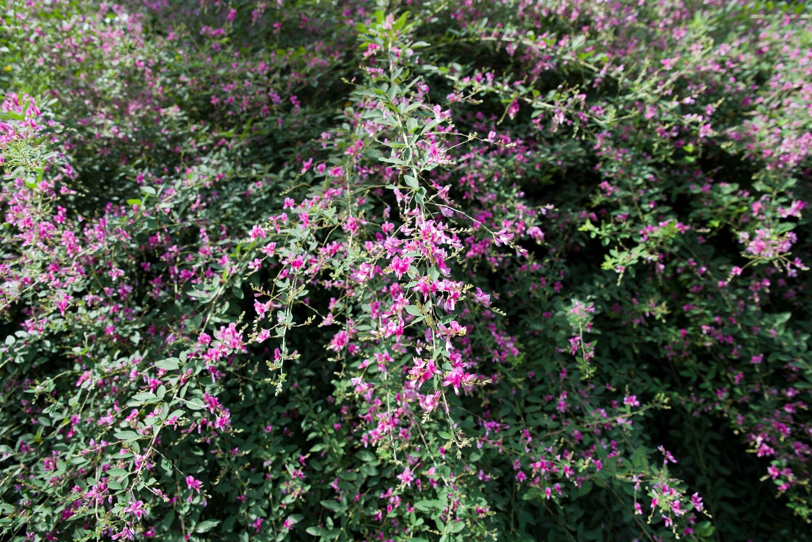 100 SLENDER BUSH CLOVER Lespedeza Virginica Shrub Pink Purple Flower Seeds
