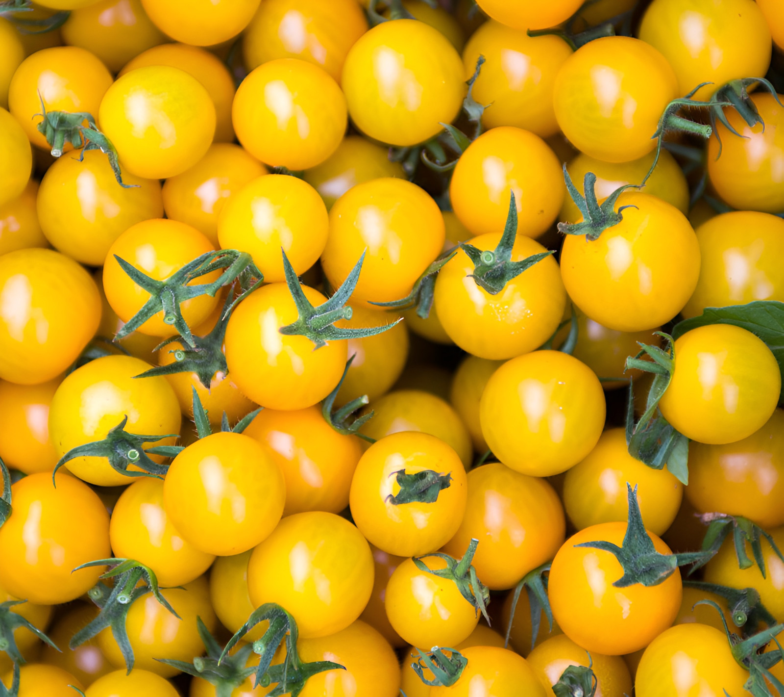 100 Heirloom Large Yellow Cherry Tomato Seeds – Egg Yolk – 1oz Sweet High Yields