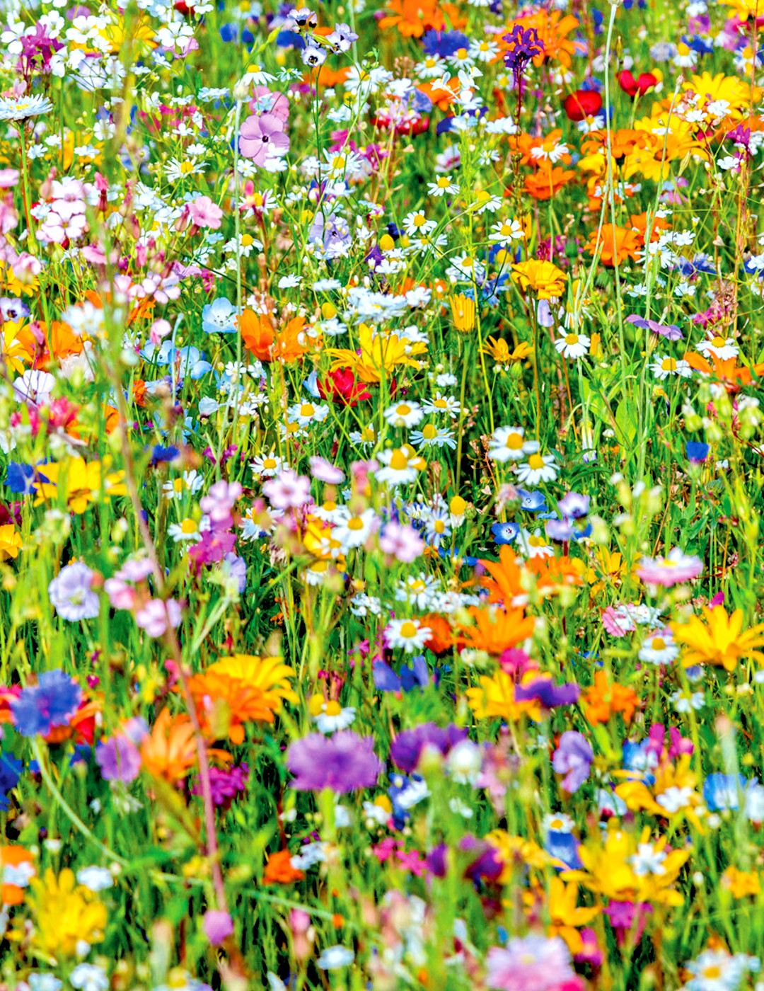 2001+BENEFICIAL INSECT Native Wildflower Mix Seed 7 Different Annual Perennial