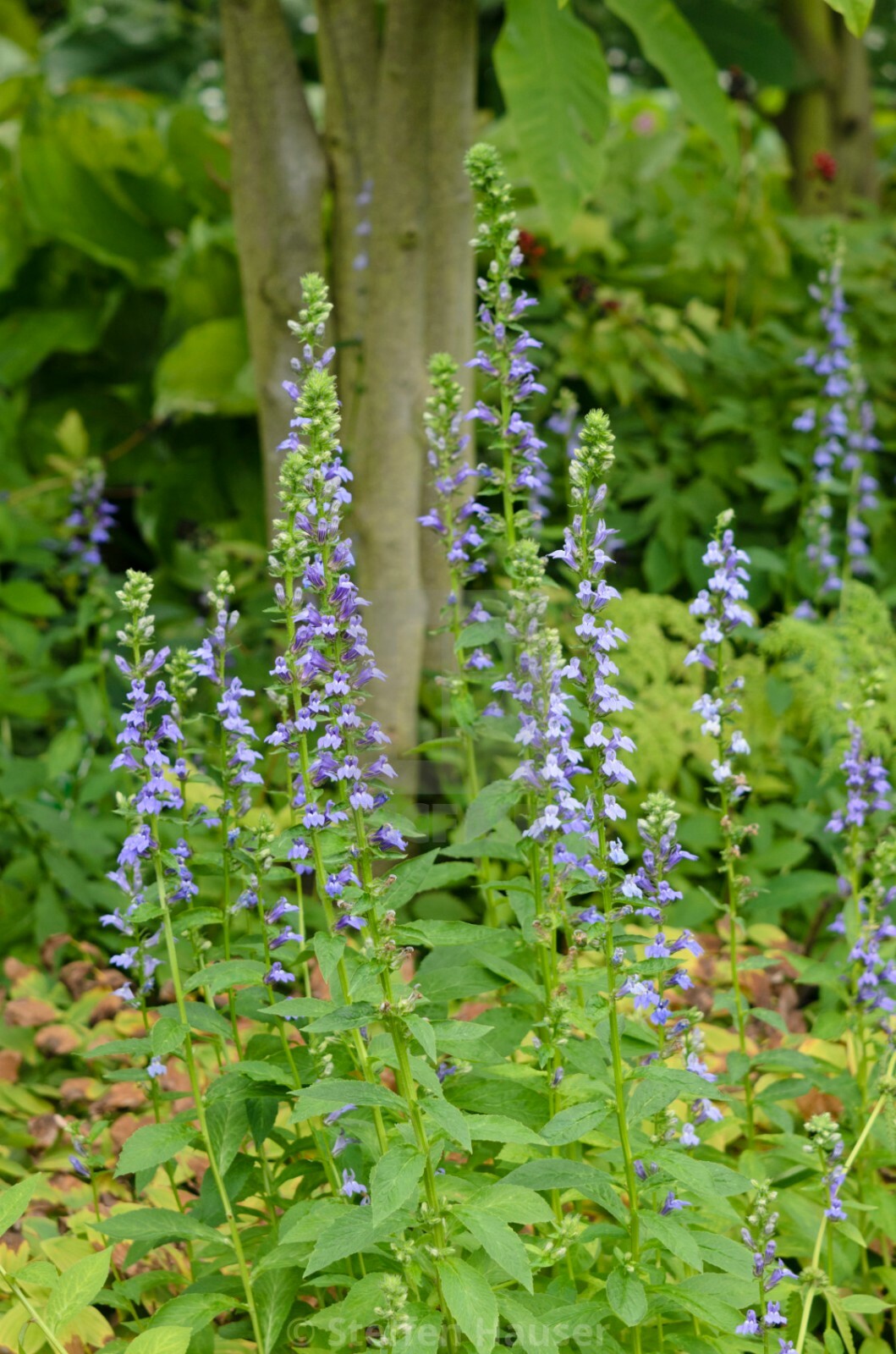 300+GREAT BLUE LOBELIA Seeds Native Wildflower Poor Soils Shade Garden Heat Cold