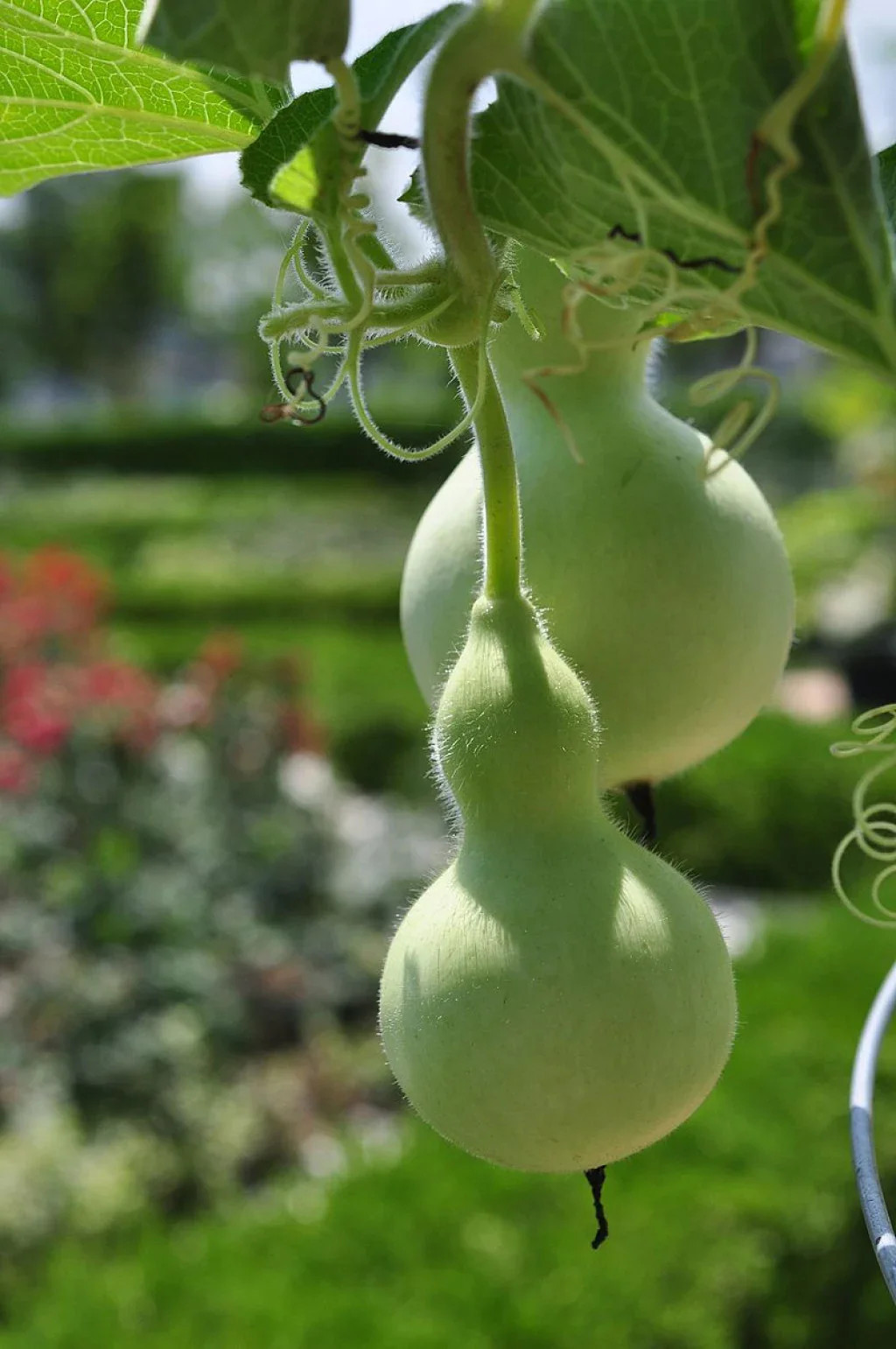 Birdhouse Gourd Seeds |USA Bird Bottle Calabash Chinese Asian Buddha Squash 2024