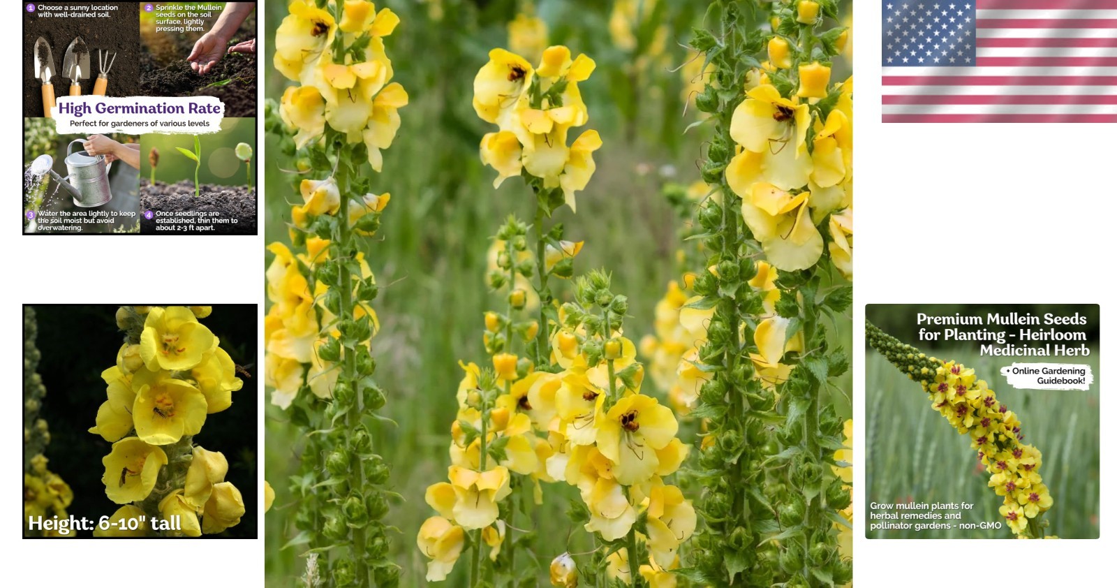 Grow 1000 Mullein Seeds – Non-GMO Organic Herb for Medicinal Use & Wellness