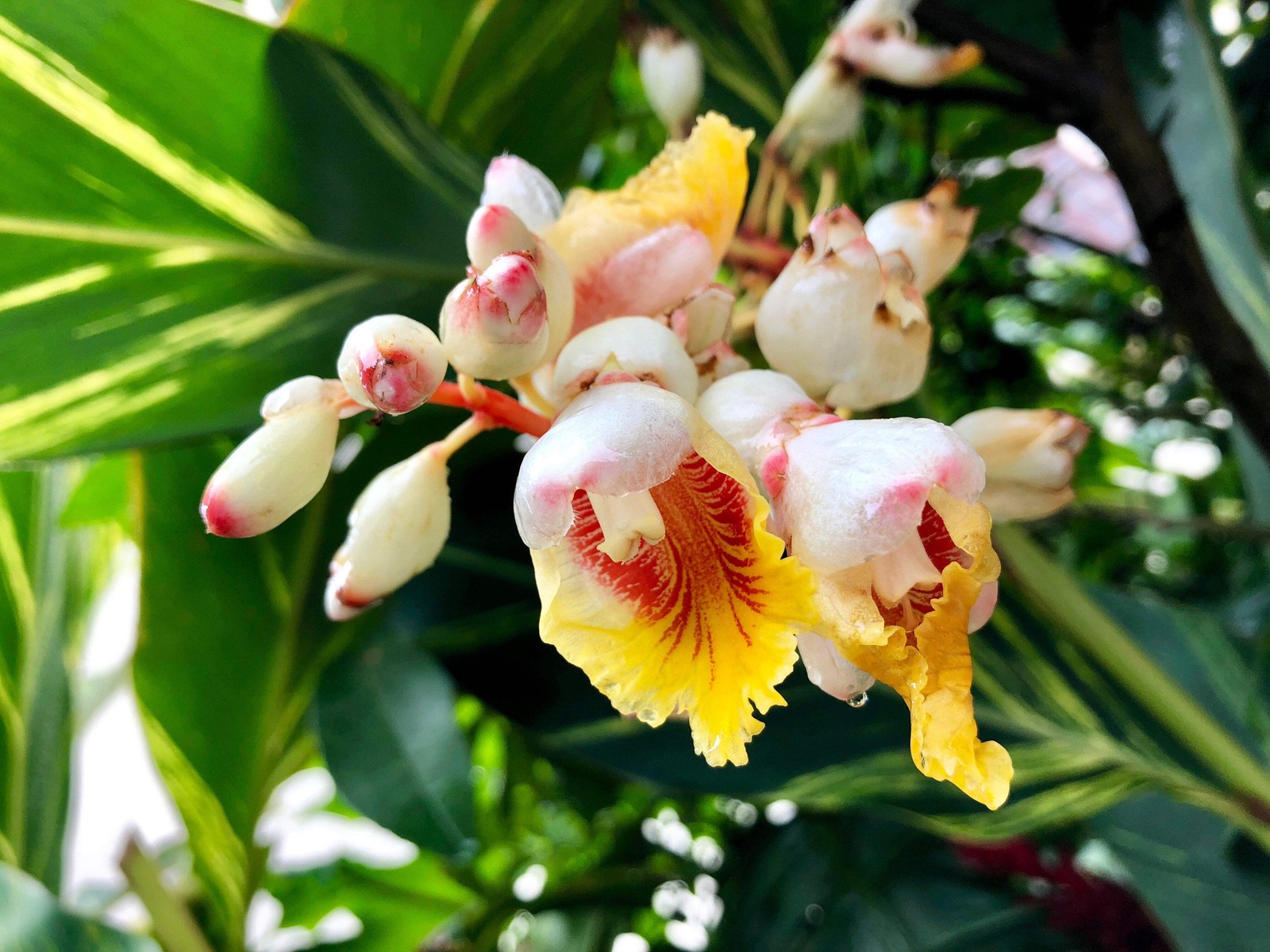 5 KAT GINGER Pink & Yellow Shell Alpinia Katsumadai Hayata Flower Herb Seeds