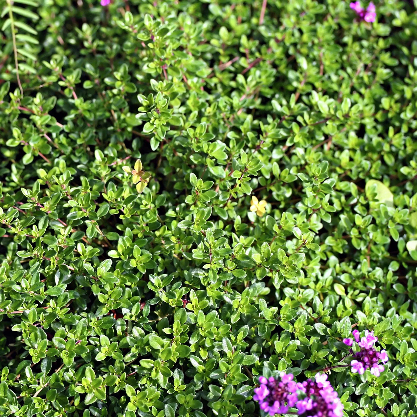 Creeping Thyme Seeds (Thymus serpyllum) , Ground Cover by Mai’s Family